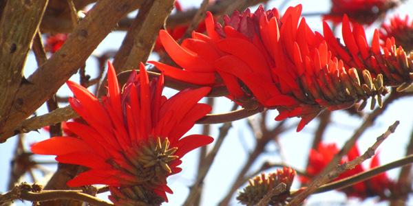Coral tree on Campus