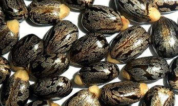 Castor beans produce a poison called ricin