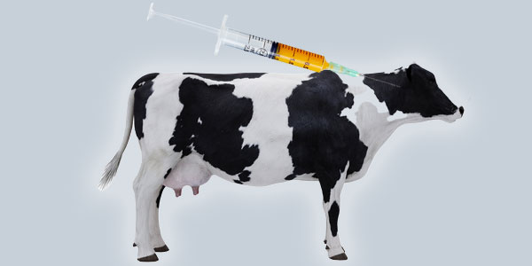Antibiotics in animals and the impact on human health | Curiosity 16: #Drugs ? /curiosity/