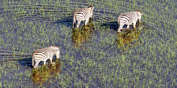 Africa, animals, water, Zebra