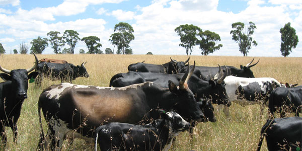 Cattle in Africa