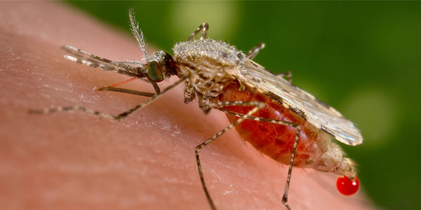 Anopheles stephensi mosquito and malaria. ? commons.wikimedia.org