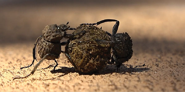 Dung beetles show their love by sharing the load