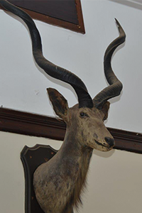 The buck trophy mounted in College Hall