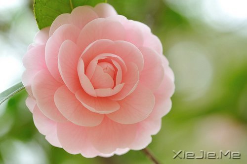 早安心语:不忘初心,方得始终 (1)