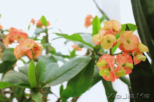 ����������ı���Ⱦ���ľ���Ȼ�� (5)