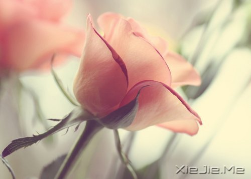 �������΢Ц��ȥ�ȴ�������õ��Լ� (2)